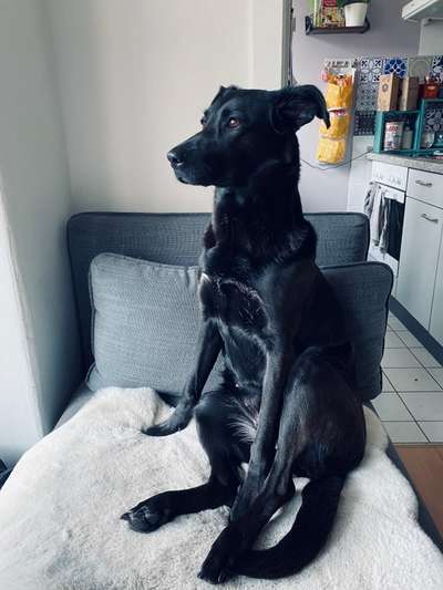 Austausch und Bilder unserer Schäferhund-Labrador mischlinge-Beitrag-Bild