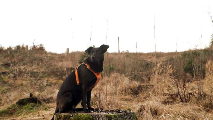 Black dogs are beautiful-Beitrag-Bild