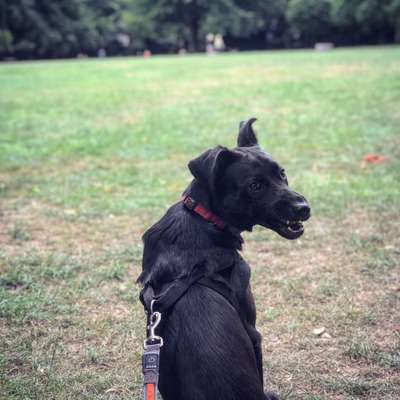 Dogorama Photo Challenge - Spielgesicht-Beitrag-Bild