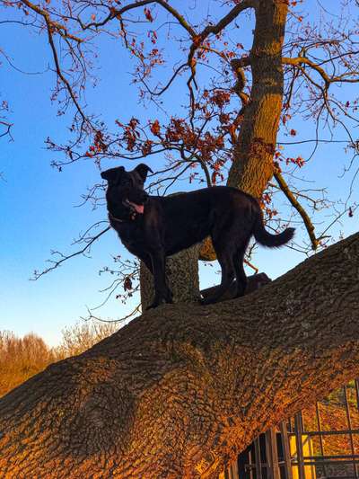 Austausch und Bilder unserer Schäferhund-Labrador mischlinge-Beitrag-Bild