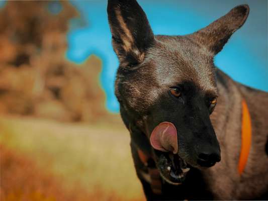 Black dogs are beautiful-Beitrag-Bild