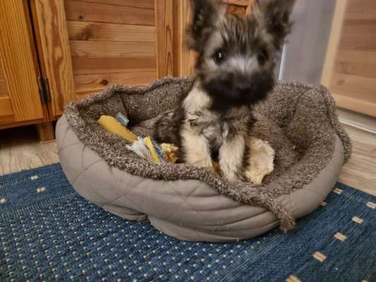 Hundetreffen-Welpentreffen in Bad Harzburg o. Goslar-Bild