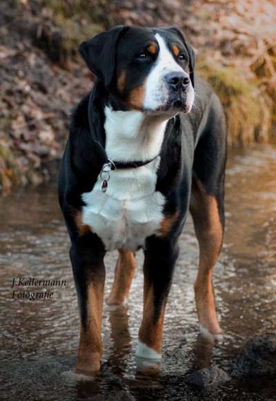 Schweizer Sennenhunde-Beitrag-Bild