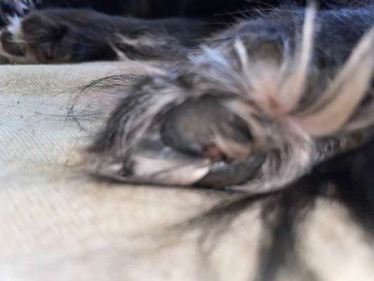 Verletzung an der Pfote-Beitrag-Bild