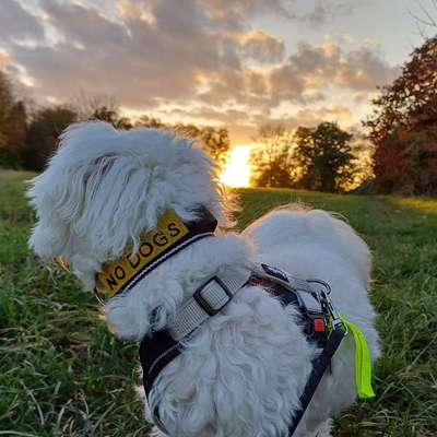 Hundetreffen-Socialwalk, Trainingsrunde-Bild