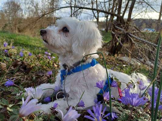 Hundetreffen-Socialwalk, Trainingsrunde-Bild