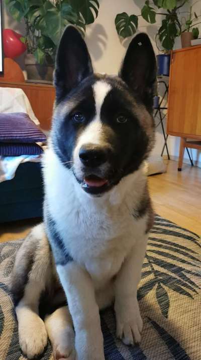 American Akita-Beitrag-Bild