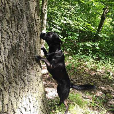 Traumhunde?-Beitrag-Bild