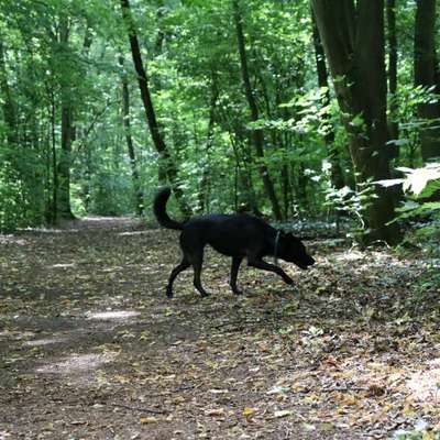 Ist mein Hund wirklich zu dünn?-Beitrag-Bild