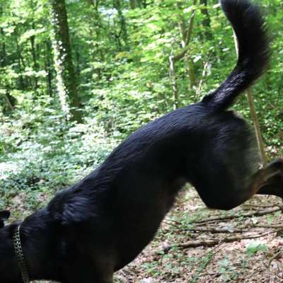 Ist mein Hund wirklich zu dünn?-Beitrag-Bild