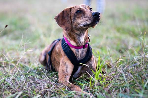 Seltene Rassen!-Beitrag-Bild