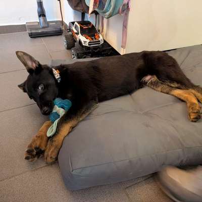 Hundetreffen-Welpentreff in Schmargendorf und Umgebung-Bild