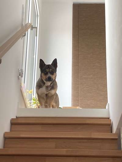 Akita Inu/American Akita (Mix) halter.-Beitrag-Bild