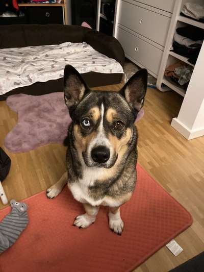 Seltene Rassen!-Beitrag-Bild