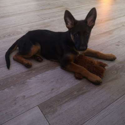 Schäferhund-Beitrag-Bild