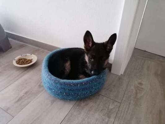 Welpen Bilder !-Beitrag-Bild