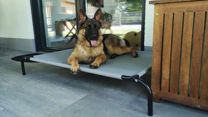 Schäferhund-Beitrag-Bild