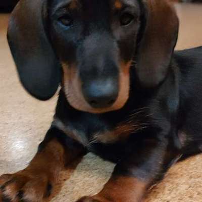 Hundetreffen-Welpentreffen-Bild