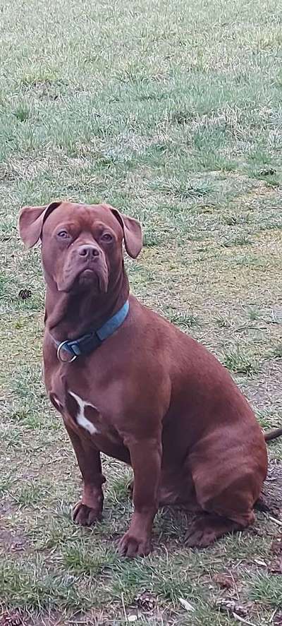 Mischlinge raten - Rätselspaß-Beitrag-Bild