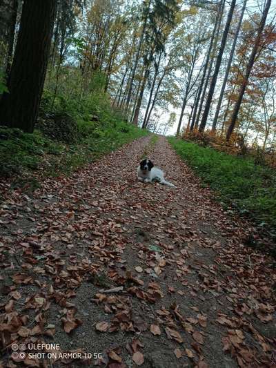 Hundetreffen-Welpentreffen und Spielerunde-Bild