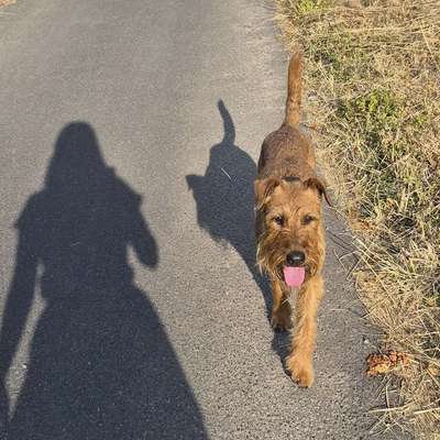 Hundetreffen-Hundefreundschaften gesucht-Bild