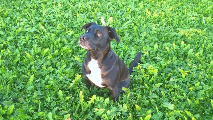 Fotochallenge No. 26                                     Wald und Wiese-Beitrag-Bild