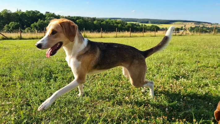 Mischlinge - wo habt Ihr Eure gefunden?-Beitrag-Bild