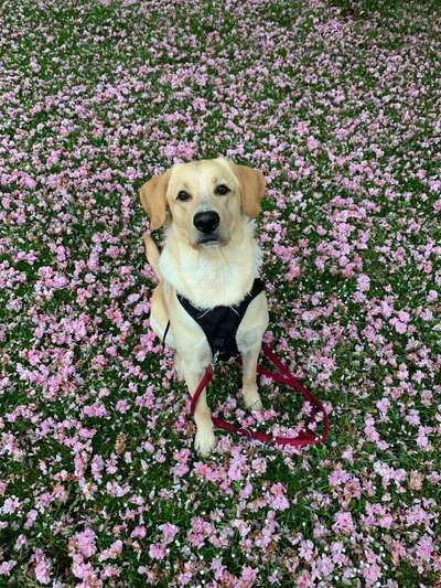 Die Dogorama Monats Challenge "Es grünt und blüht"-Beitrag-Bild