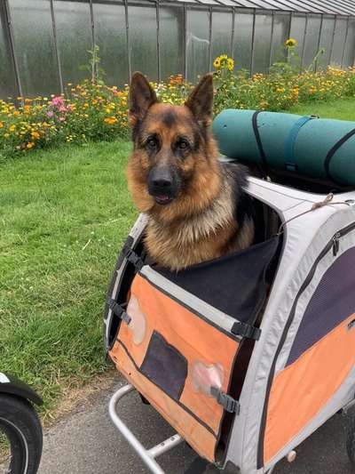 Radfahren mit Hund-Beitrag-Bild