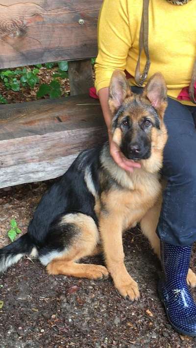 Alles rund um den Schäferhund, diskutieren erwünscht.-Beitrag-Bild