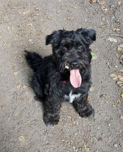 Welche Hunderasse-Beitrag-Bild