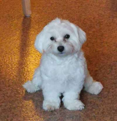 Welche Hunderasse-Beitrag-Bild