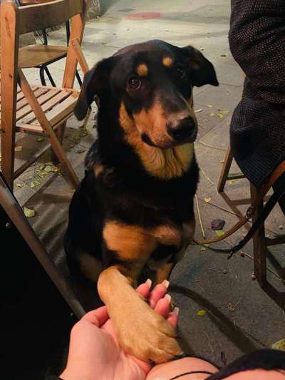 Dogorama Photo Challenge - Hundeblick zum hinschmelzen-Beitrag-Bild