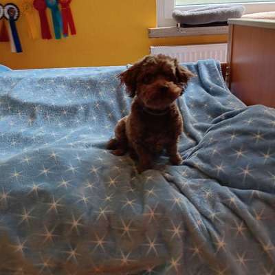 Hundetreffen-Ich möchte gerne jemanden zum Spazieren gehen kennenlernen.-Bild