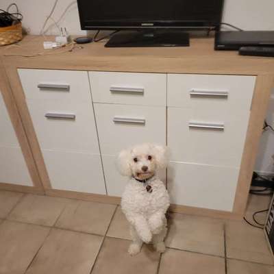 Hundetreffen-Suche  für mich w.53j und meiner Maja fast 5j.Maltipoo gelegentliche treffen zum spazieren gehen.-Bild