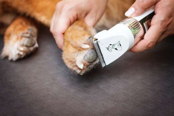 %{de_profession_title}-Pfoten- und Krallenpflege-Bild