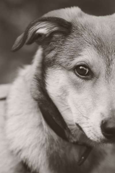 Dogorama Photo Challenge - Portrait-Beitrag-Bild