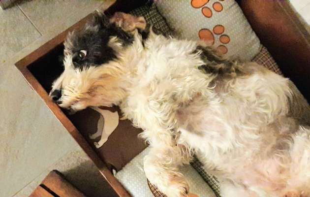 Die Dogorama-Wochen-Challenge "Die schönste Grimasse"-Beitrag-Bild