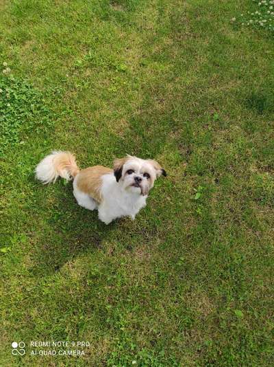 Die Dogorama Kalender Challenge Teil 3/4-Beitrag-Bild