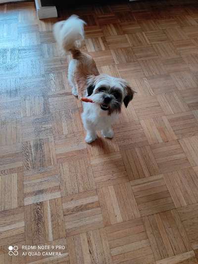 Die Dogorama Kalender Challenge Teil 3/4-Beitrag-Bild