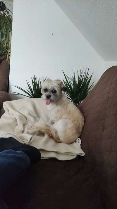 Tongue Out Tuesday-Beitrag-Bild