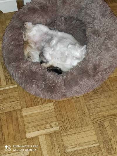 Zeigt mir die lustigsten Schlafpositionen eurer Fellnasen-Beitrag-Bild