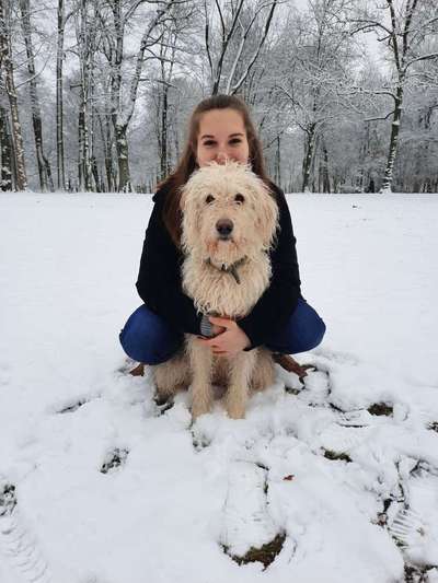 Hundetreffen-Gemeinsame Spaziergänge-Bild