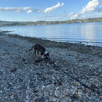 Hundeauslaufgebiet-Klausenhorn-Bild