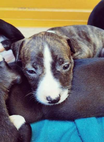 Welpen Bilder !-Beitrag-Bild