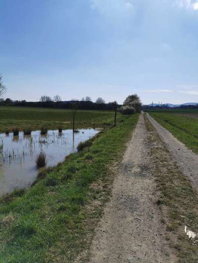 Hundeauslaufgebiet-Langes Feld-Bild