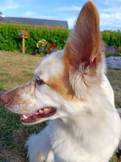 wachsame Hunderassen-Beitrag-Bild