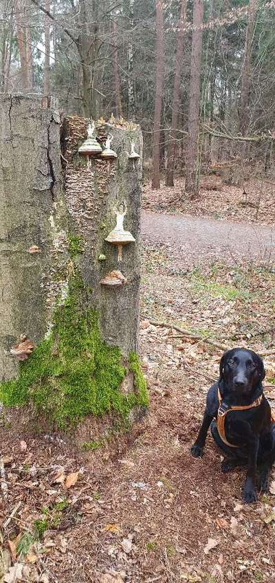 50. Collage Challenge - Fundstücke auf der Gassirunde-Beitrag-Bild