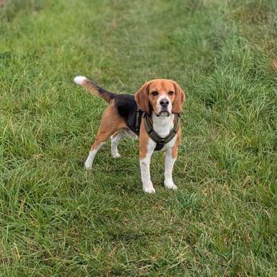 Hundetreffen-Gassirunde-Bild
