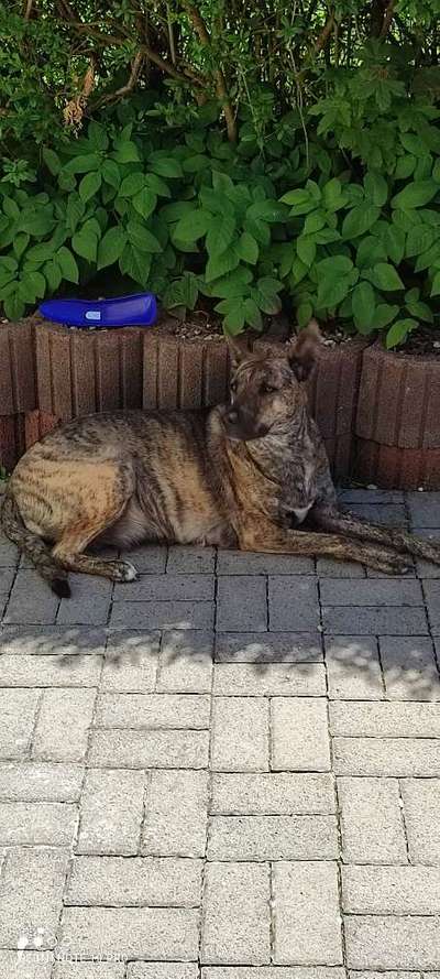 Hundetreffen-Toben an der dollau-Bild